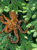 an octopus