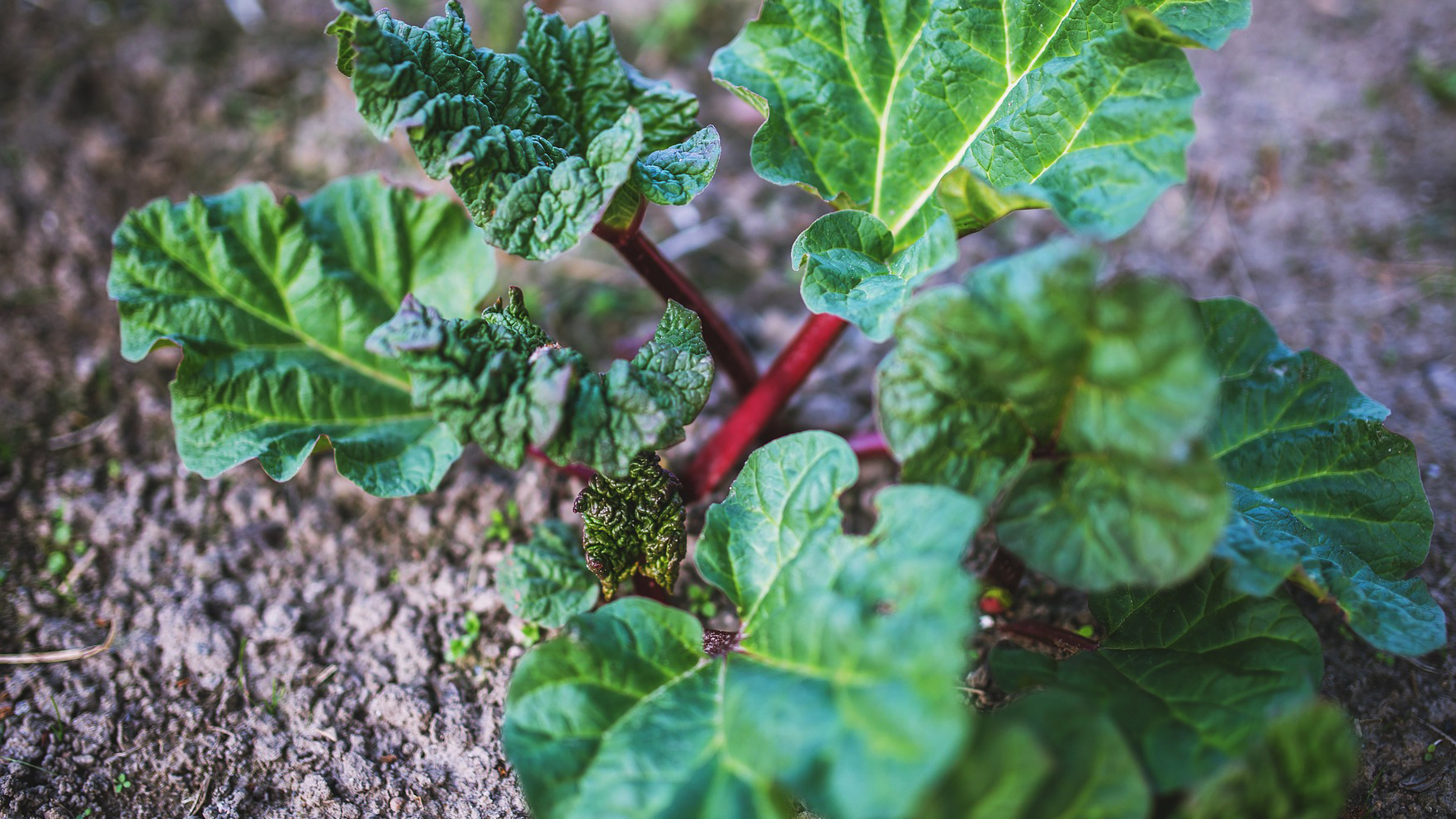 Rhubarb