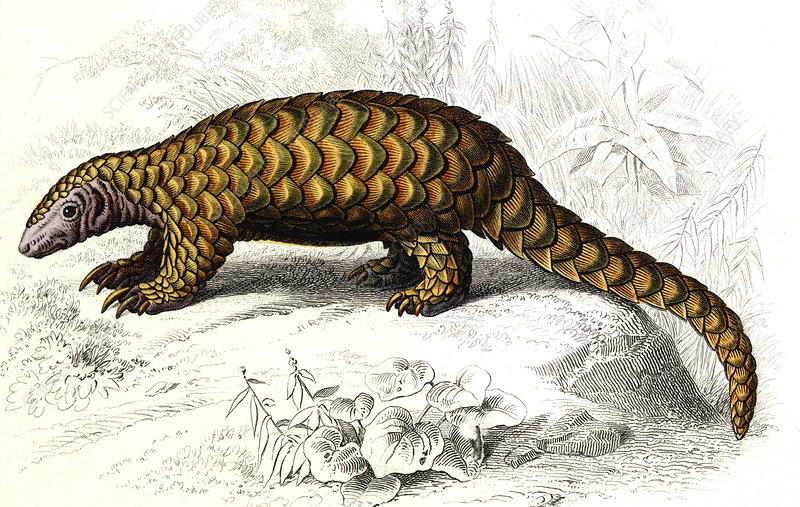 A pangolin