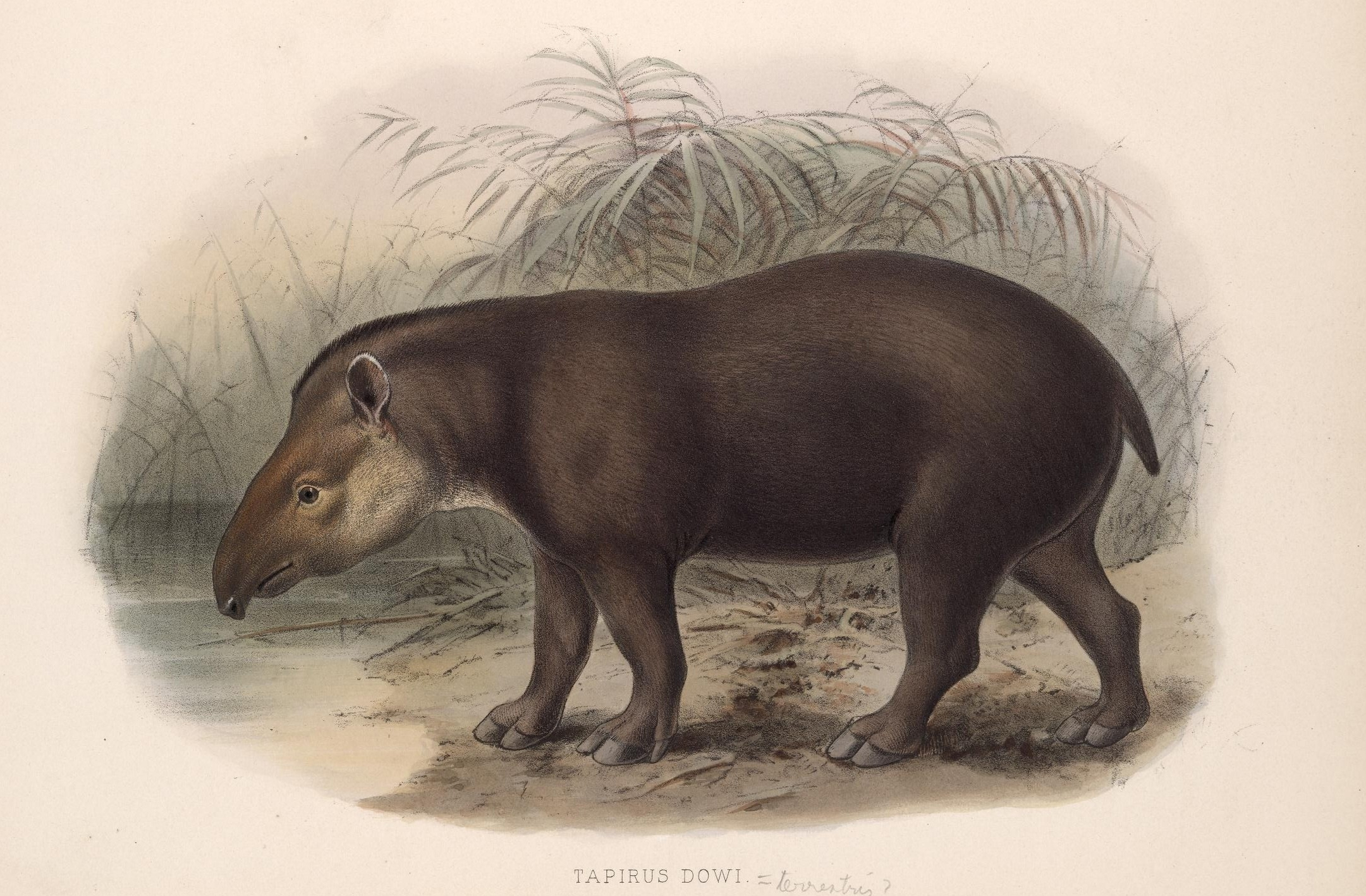 a 19th Century painiting of a tapir