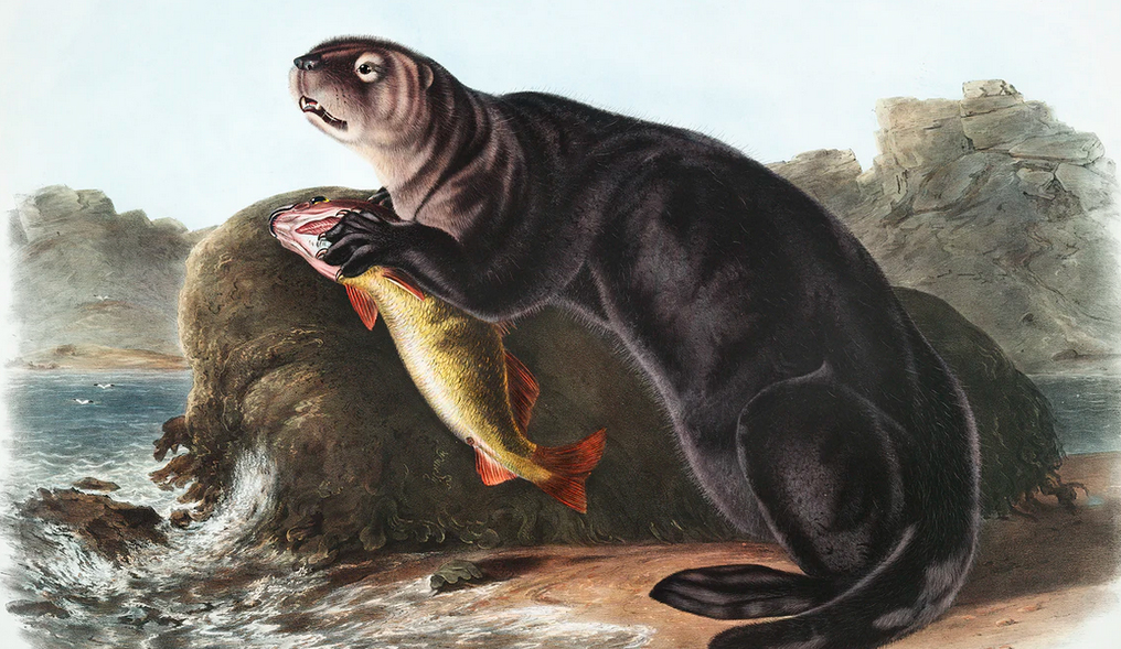 old painting of an otter