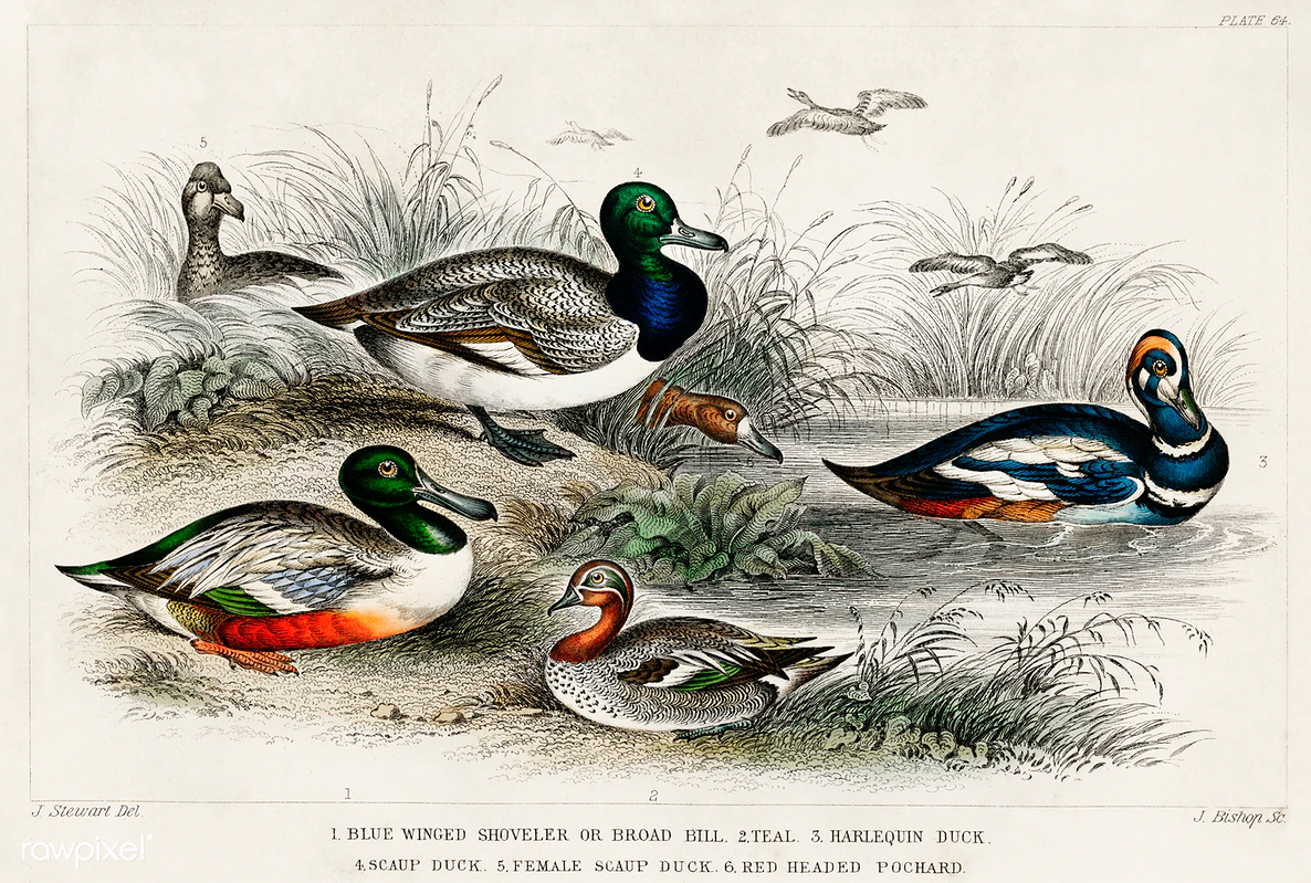 Painting of ducks