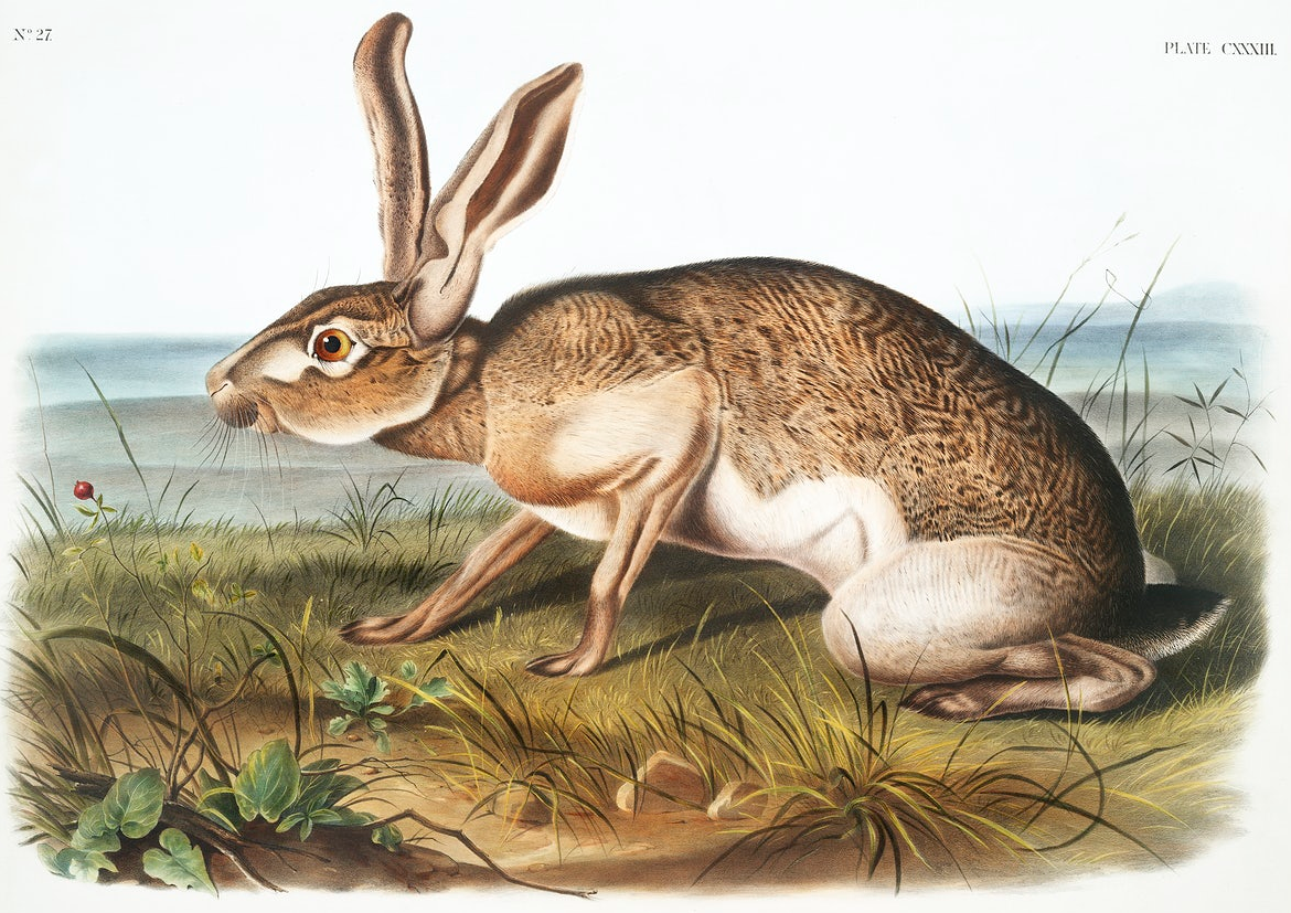 old painting of a hare or rabbit