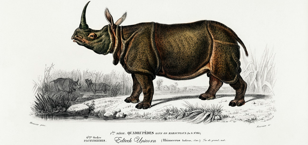 a rhino