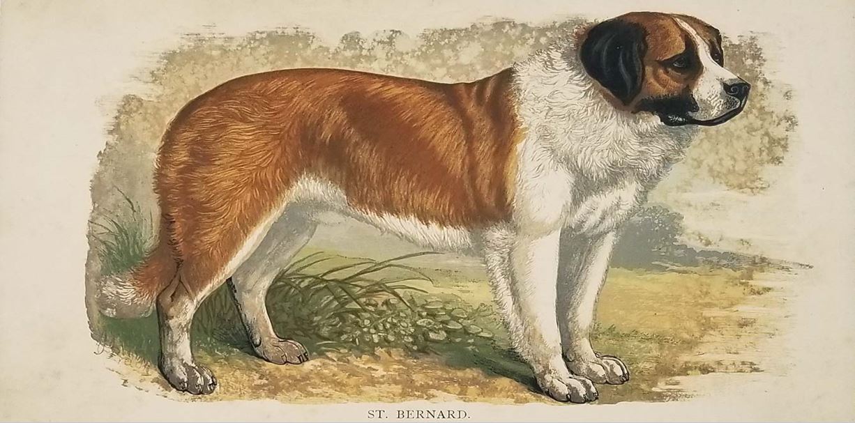 old painting of a working dog