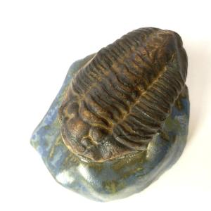 Glazed Trilobite